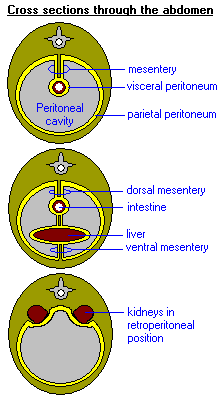 Peritoneum, Mesentery and Omentum