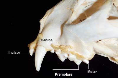 cat canine teeth