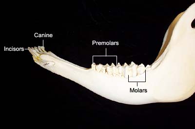 Dental Anatomy of Ruminants