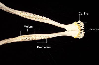 Dental Anatomy of Ruminants
