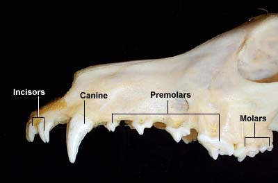 canine teeth in dogs