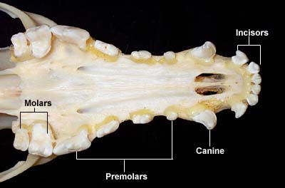 Dental Anatomy of Dogs