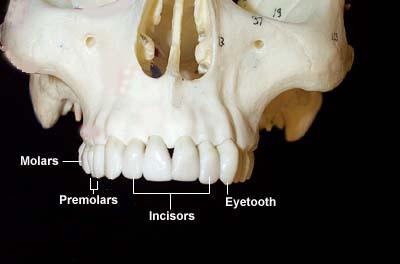 human canine teeth removal