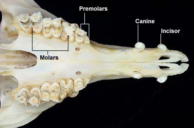 Dental Anatomy of Llamas