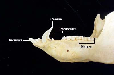 Dental Anatomy of Pigs