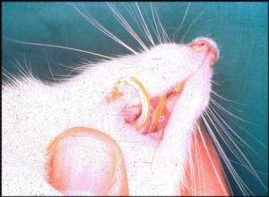 Dental Anatomy of Rodents