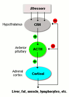 Mechanisms of steroid hormone action