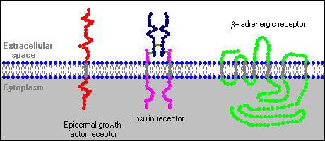 Steroid receptor proteins
