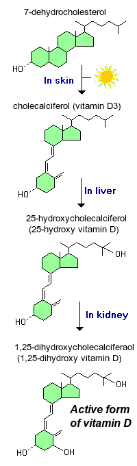 helpen Symmetrie Aankoop Vitamin D (Calcitriol)