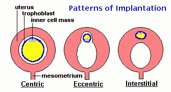 Attachment and Implantation