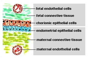 Placental Structure and Classification